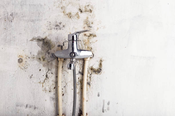 Best Fast Mold Removal  in Seven Points, TX