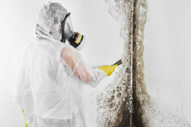 Best Best Mold Removal Companies  in Seven Points, TX
