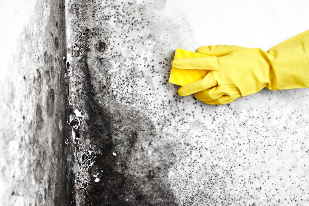 Best Mold Testing  in Seven Points, TX