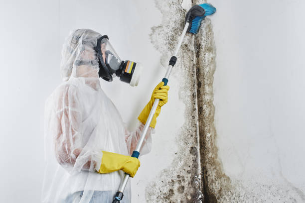 Best Emergency Mold Removal  in Seven Points, TX