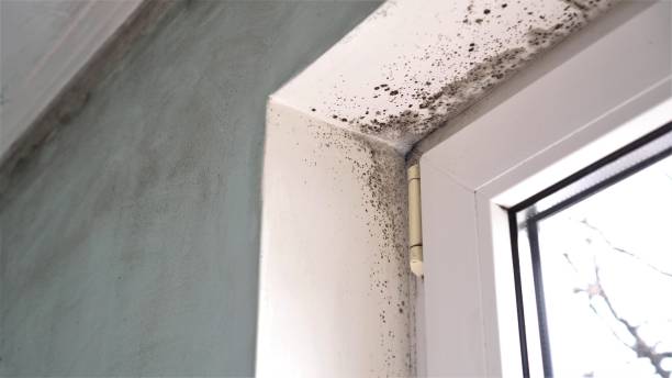 Best Home Mold Removal  in Seven Points, TX