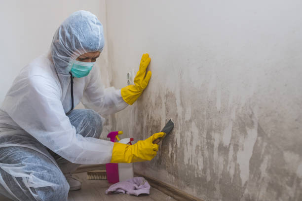 Professional Mold Removal in Seven Points, TX