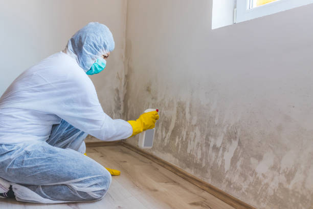 Best Local Mold Removal Service  in Seven Points, TX