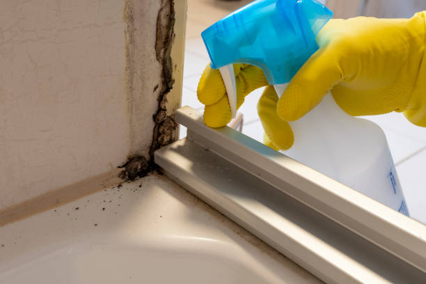 Best Same-Day Mold Removal  in Seven Points, TX