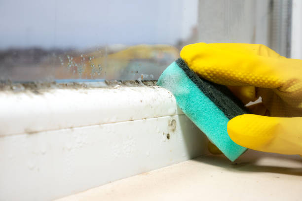 Best Commercial Mold Removal  in Seven Points, TX