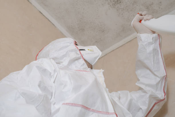 Best Fast Mold Removal  in Seven Points, TX