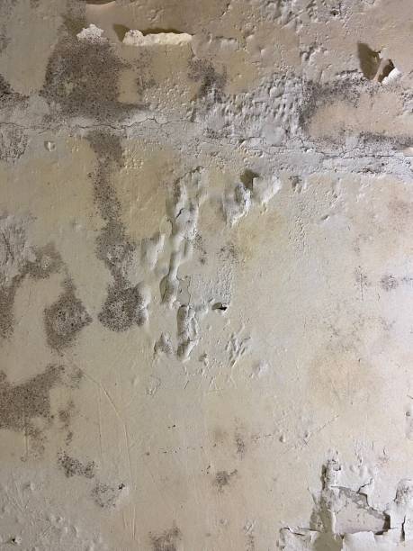 Best Mold Removal Near Me  in Seven Points, TX