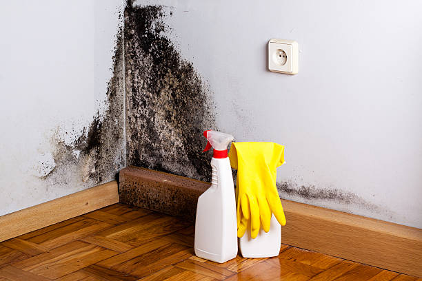Best Home Mold Removal  in Seven Points, TX