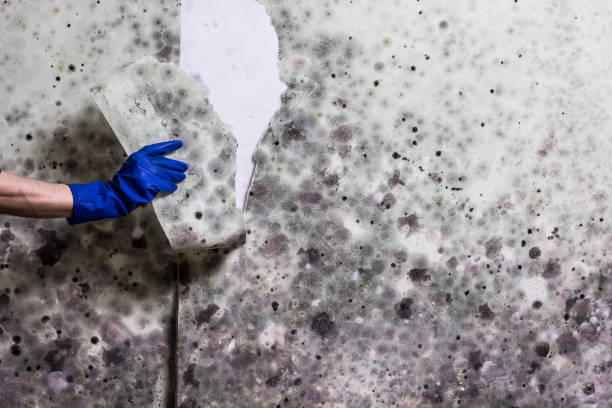 Best Water Damage Restoration  in Seven Points, TX
