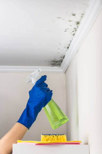 Mold Removal and Inspection in Seven Points, TX
